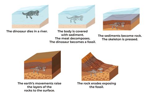 6 ways of fossilization.